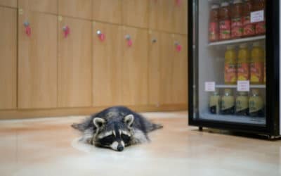 Customers Desert South Korea’s Animal Cafes Over Virus Fears