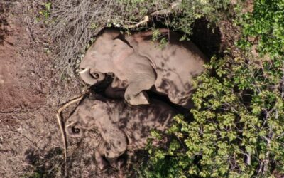 Chinese Rogue Elephant Herd’s Breakaway Male Sent Home