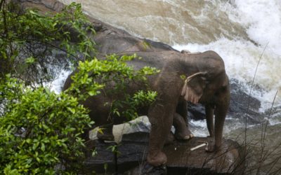 Tragedy: Multiple Elephants Died After Trying to Save Baby Calf