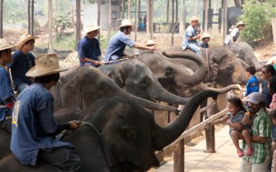 Animal Tourism in Asia: Abused for Cheap Tricks