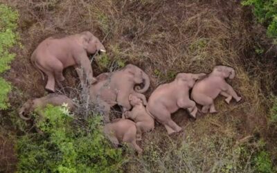 Chinese Television Launched 24 Hour Live-feed of a Herd of Elephants’ Epic Journey