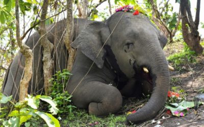 India Probes Death of 18 Elephants ‘Hit by Lightning’