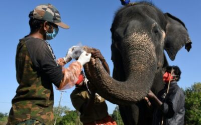 Elephants in India Tested for Coronavirus after Rare Lion’s Death