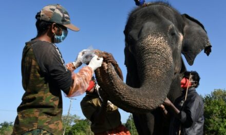 Elephants in India Tested for Coronavirus after Rare Lion’s Death