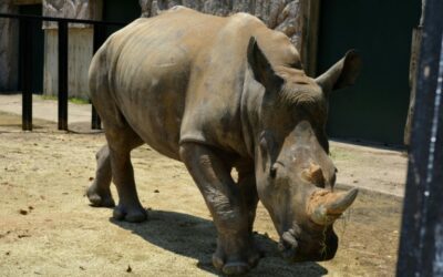 Looking for Love, White Rhino ‘Emma’ Lands in Japan