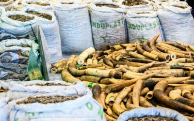 Hong Kong Adds Wildlife Trafficking to Organized Crime Law