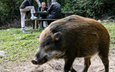 All a Boar-D! Wild Pig Takes Hong Kong Subway Journey
