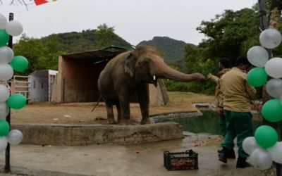 Pakistan’s Lonely Elephant Kaavan Packs Trunk for Cambodia