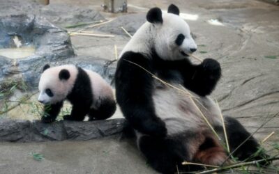 Tokyo Panda’s Possible Pregnancy Delivers Stocks Bump