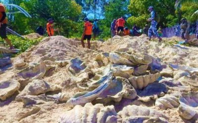 Giant Clam Shells Worth $24.8 Million Seized in Philippine Raid