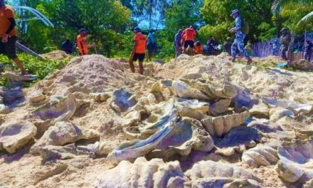 Giant Clam Shells Worth $24.8 Million Seized in Philippine Raid
