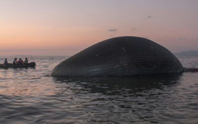 Giant Whale Washes up on Indonesian Beach