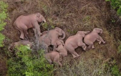 China’s Trekking Elephants Wait for Youngster to Catch Up