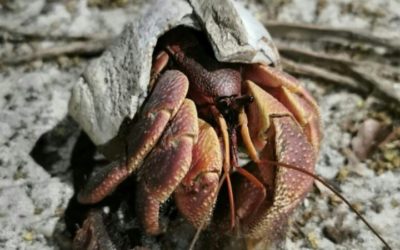 Call for Shell Donations as Thailand’s Hermit Crabs Face Housing Crisis