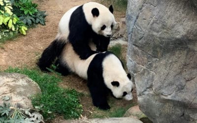 Pandas Finally Mate in Privacy While Theme Park Shutdown