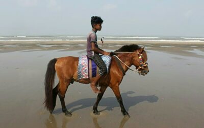 Horses Starve to Death as Pandemic Hits Bangladesh Tourism