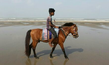 Horses Starve to Death as Pandemic Hits Bangladesh Tourism