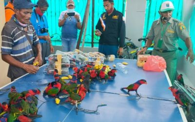 Smuggled Parrots Stuffed in Plastic Bottles