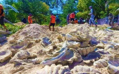 Giant Clam Shells Worth $3.3 Million Seized in Philippine Raid