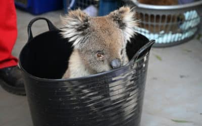 Makeshift Hospital Saving Dozens of Koalas Injured in Bushfires