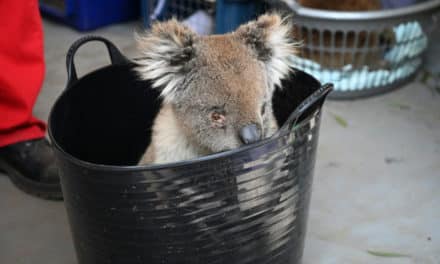 Makeshift Hospital Saving Dozens of Koalas Injured in Bushfires