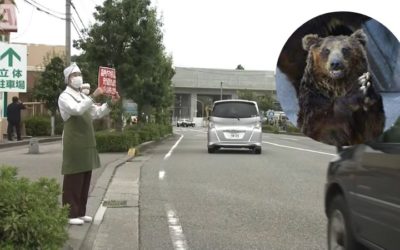 The Bears are Going Ape in Japan