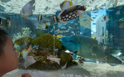 Japan Aquarium Seeks for Video Chats with Eels