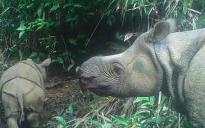 Extremely Rare Endangered Javan Rhino Calves Spotted in Indonesian Park