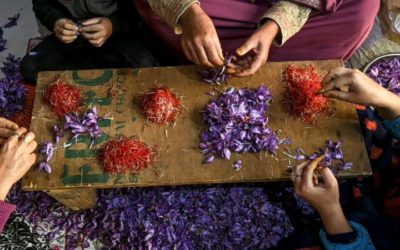 Climate Change Ravages Kashmir’s ‘Red Gold’ Saffron Crop