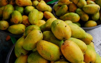Kesar Mango: The Crown Jewel of all Mangoes