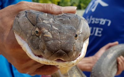 Four-Meter King Cobra Rescued From Sewer in Thailand