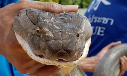 Four-Meter King Cobra Rescued From Sewer in Thailand