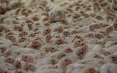 World’s First: Lab-Grown Chicken to Go on Sale in Singapore
