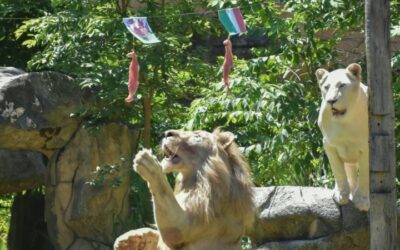 Roaring Success at Euros for ‘Psychic’ Thai Lion