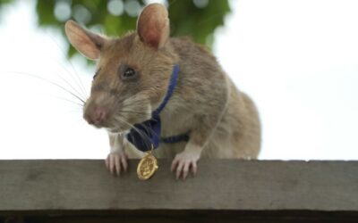 Bomb-Sniffing Rat Retires after Award-Winning Cambodian Career