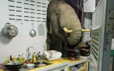 Elephant in the Room: Thai Family Gets Repeat Mammoth Visitor
