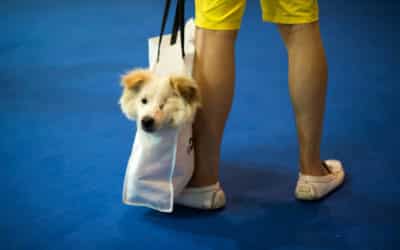 Owners Turn to Social Media to Feed Stranded Pets After Wuhan Lockdown
