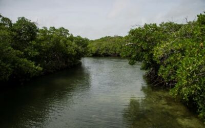 Price Tag on the Planet? Helping Business Value Nature