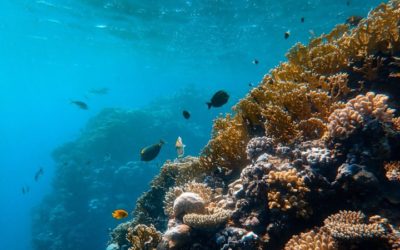 Will Marine Collagen be the Next Skincare Holy Grail?