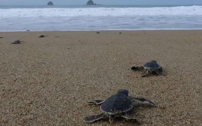Indonesian Baby Sea Turtles Make a Break for Freedom