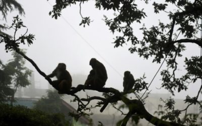 Men Who Used Monkeys to Steal Cash Arrested in India