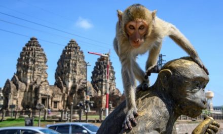 Humans Try to Take Back Thai City from Fearless Monkeys