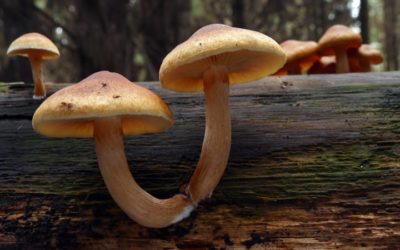 Finding Magic Mushrooms in Asia