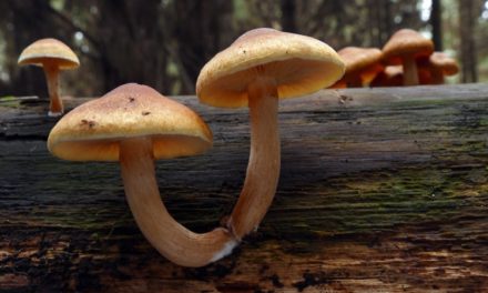 Finding Magic Mushrooms in Asia