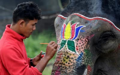 Nepal Elephant Festival: Judge for Beauty and Inspect for Signs of Abuse