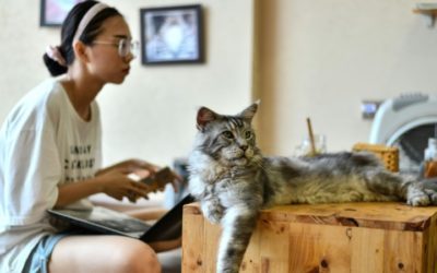 Vietnam Cat Cafe Offers Purr-Fect Pick-me-up for Rescued Felines