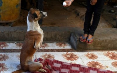 Indian Street Dog’s Rocky Road to Recovery after Train Accident