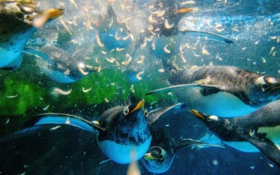 Penguins Chill Out at Hong Kong Park While Care Takers Work Overtime