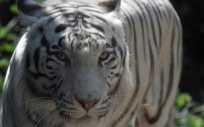 On-the-Loose Tiger Captured alive after Indonesia Zoo Escape