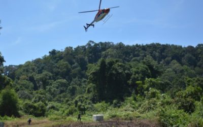 Ape Escape: Indonesian Orangutans Airlifted Back to the Wild